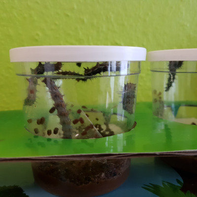 Schmetterlingsprojekt Schmetterlingsprojekt