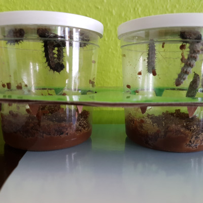 Schmetterlingsprojekt Schmetterlingsprojekt