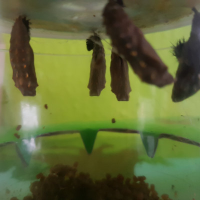 Schmetterlingsprojekt Schmetterlingsprojekt