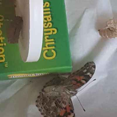 Schmetterlingsprojekt Schmetterlingsprojekt