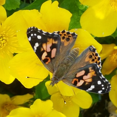 Schmetterlingsprojekt Schmetterlingsprojekt