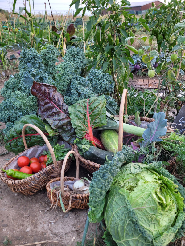 Gemüseernte Gemüseernte